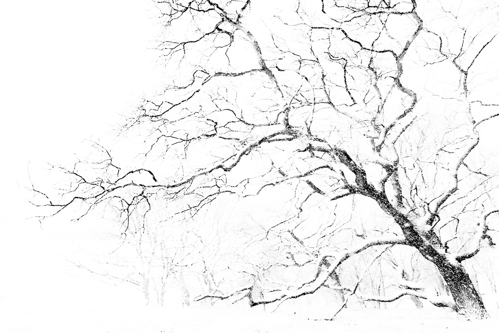 Portfolio winter natuurfotografie.