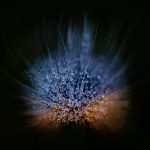 De harige rups van de grote beer nachtvlinder vol met dauw.