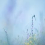 Portfolio zomer natuurfotografie.