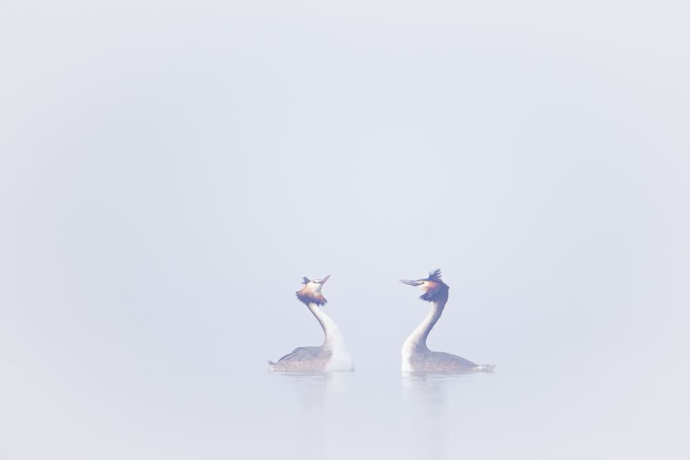 Futenbalts in de mist Twee futen baltsen in de mist.