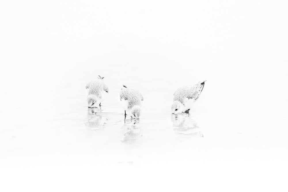 Creatieve Natuurfotografie Natuurfotografie - Creatieve vogelfotografie - Drieteenstrandlopers in high key