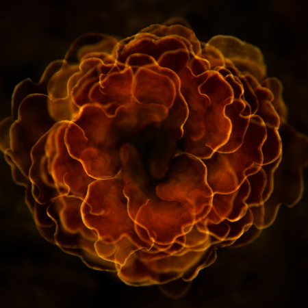 Abstracte natuurfoto van een groep oranje elfenbankjes die door meervoudige belichting samen de vorm van een bloem vormen tegen een donkere achtergrond.