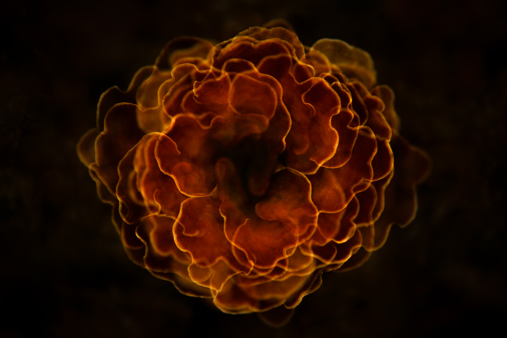 Abstracte natuurfoto van een groep oranje elfenbankjes die door meervoudige belichting samen de vorm van een bloem vormen tegen een donkere achtergrond.