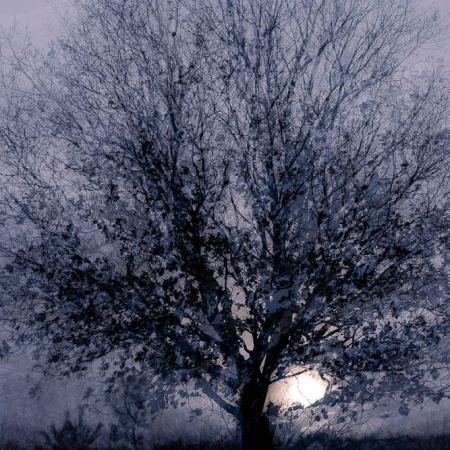 Abstracte natuurfoto van een boom met meervoudige belichting in blauwe en grijze tinten met een zachte ochtendzon die door de takken schijnt.