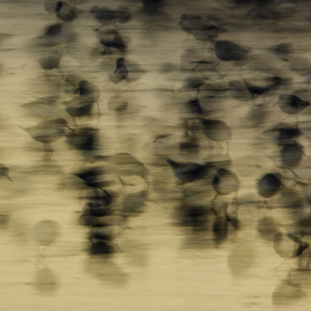 Abstracte natuurfoto van een groep drieteenstrandlopers op een goudkleurig strand, vastgelegd met een lange sluitertijd voor een dromerig bewegingseffect.