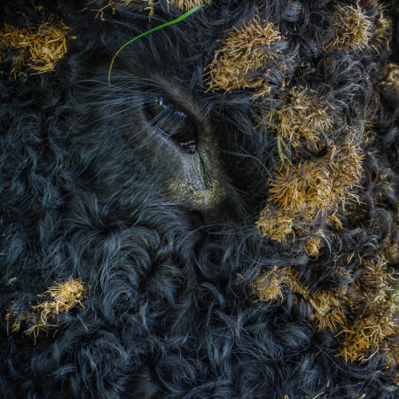 Een uiterst gedetailleerde close-up van het oog van een Galloway-rund, omringd door een zwarte krulvacht vol modder en zaden.