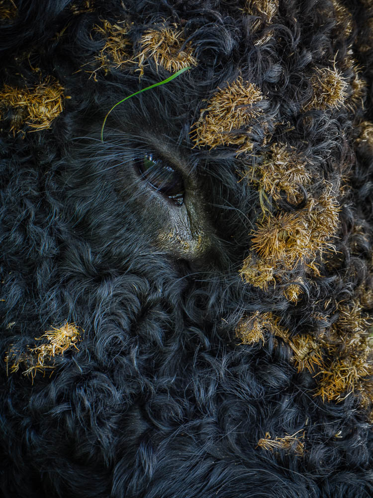 Galloway oog Een uiterst gedetailleerde close-up van het oog van een Galloway-rund, omringd door een zwarte krulvacht vol modder en zaden.