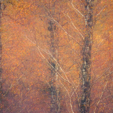 Eervolle vermelding Groene Camera 2024. Een schilderachtig berkenbos in herfstsfeer. Limited Edition op Hahnemühle Fine Art met luxe witte baklijst.