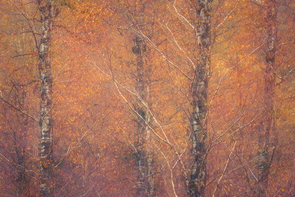 Lichtspel in het Berkenbos Eervolle vermelding Groene Camera 2024. Een schilderachtig berkenbos in herfstsfeer. Limited Edition op Hahnemühle Fine Art met luxe witte baklijst.
