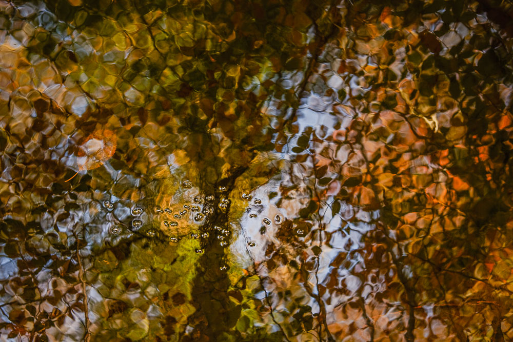 Artistieke macrofoto van schrijvertjes op een rimpelend wateroppervlak met gouden herfstreflecties.