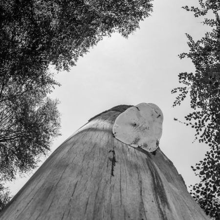 Zwart-wit natuurfoto van een grote zwam op een dode boomstam, gefotografeerd vanuit een laag perspectief tegen een lichte lucht.