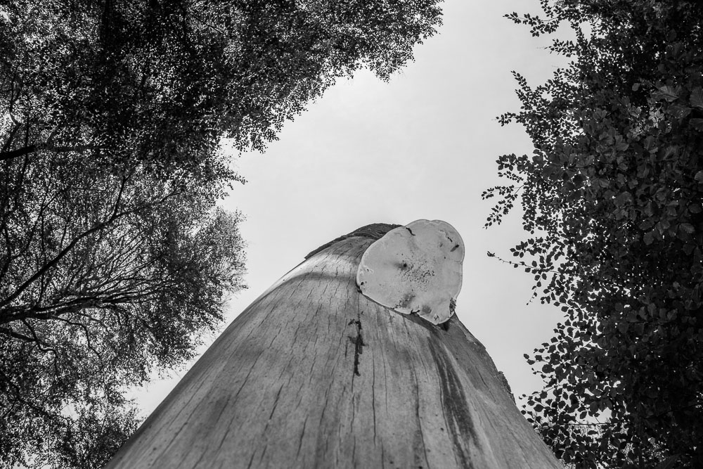 Zwart-wit natuurfoto van een grote zwam op een dode boomstam, gefotografeerd vanuit een laag perspectief tegen een lichte lucht.
