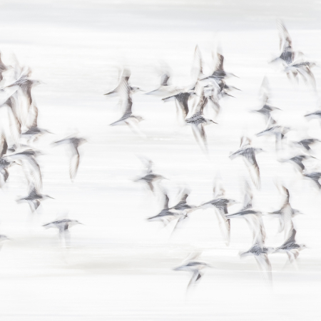 Een high-key actieopname van een zwerm drieteenstrandlopers in de vlucht, vastgelegd met panning techniek voor een dromerig en dynamisch effect.