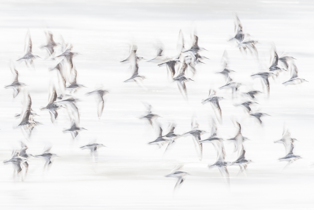 Een high-key actieopname van een zwerm drieteenstrandlopers in de vlucht, vastgelegd met panning techniek voor een dromerig en dynamisch effect.