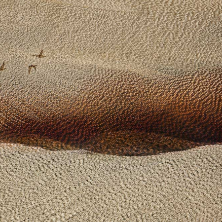 Abstracte natuurfoto van eenden die over een golvend landschap vliegen dat doet denken aan zandduinen, maar bestaat uit veren.