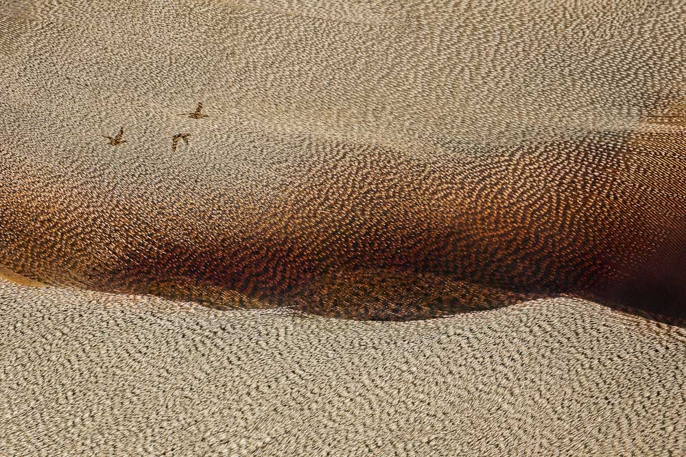 Abstracte natuurfoto van eenden die over een golvend landschap vliegen dat doet denken aan zandduinen, maar bestaat uit veren.