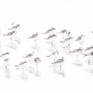 Een minimalistische high-key opname van een groep drieteenstrandlopers op een wit strand, vastgelegd met meervoudige belichting.