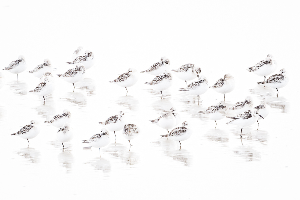 Een minimalistische high-key opname van een groep drieteenstrandlopers op een wit strand, vastgelegd met meervoudige belichting.