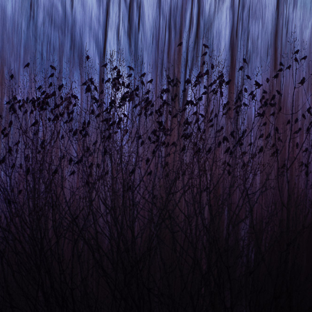 Een artistieke opname van een grote groep kauwtjes in een boom tegen een diepblauwe, verticale achtergrond, vastgelegd met meervoudige belichting.