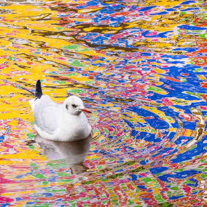 Een kokmeeuw zwemt rustig in water dat gevuld is met een spectaculaire, abstracte reflectie van felle kleuren zoals geel, rood en blauw.