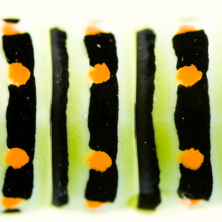 Met deze foto van de rups van een koninginnenpage heb ik de categorie Abstract gewonnen