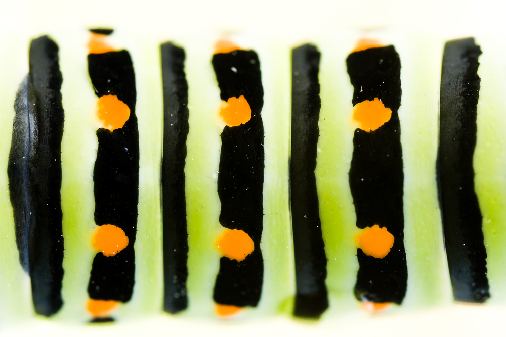 Winnaar Groene Camera 2026 categorie Abstract Met deze foto van de rups van een koninginnenpage heb ik de categorie Abstract gewonnen